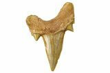 Fossil Shark Tooth (Otodus) - Morocco #259895-1